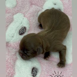Sandy - Liver and white male Shih Tzu puppy in Goodyear, Arizona from Arizona Sunrise Shih Tzus