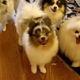 Remo - Pomeranian