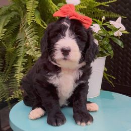 Lucy - Black and white female Sheepadoodle puppy in Danville, Indiana from Marley’s Doodle Ranch