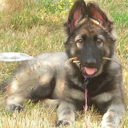 Shiloh Shepherd Puppies from Solace Shilohs