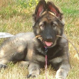 Shiloh Shepherd Puppies from Solace Shilohs