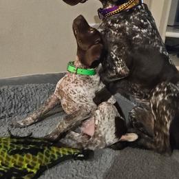 German Shorthaired Pointer Puppies from Tipsy Rabbit GSP TopDog Kennel