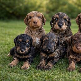 Aussiedoodles, Australian Shepherds, Goldendoodles, and Poodles from Hilltop Cuddle Pups