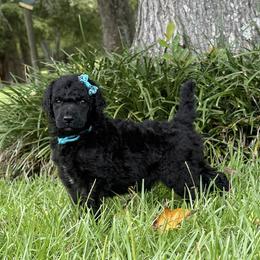 (Navy) Aqua Collar Female - Blue female Poodle puppy in Screven, Georgia from Dreamland Standard Poodles