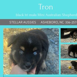 Tron - Black tri male Miniature Australian Shepherd puppy in Asheboro, North Carolina from Stellar Aussies
