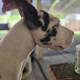 FEMALE HARLEQUIN GREEN COLLAR - Harlequin female Great Dane puppy in Hickman, Kentucky from Tidal Wave Danes