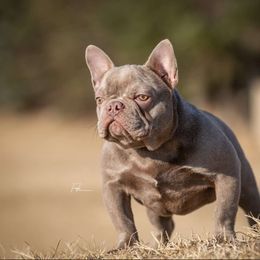 Boba - French Bulldog