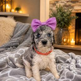 Willow - female Golden Mountain Doodle puppy in Big Spring, Texas from Oliva’s Doods