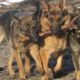 German Shepherds from Pawfect Shepherds