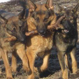 German Shepherds from Pawfect Shepherds