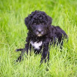 Chikory - Black and white male Bernedoodle puppy in Lewiston, Maine from Stillwater Bernedoodles