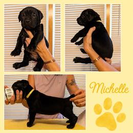Girl 3 - Black female Cane Corso puppy in Scott County, Tennessee from Nuovo Inizi Kennels