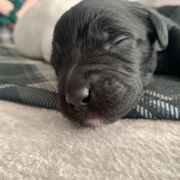 Goldendoodle Puppies from Lady Doodle Farm