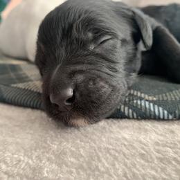 Goldendoodle Puppies from Lady Doodle Farm