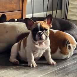 Boy 1 - Fawn and white male French Bulldog puppy in North Platte, Nebraska from Honey Hole Frenchies