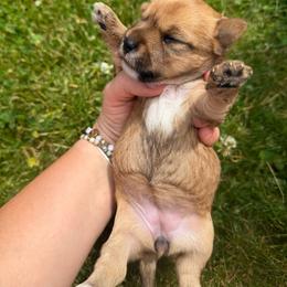 Chica - Chocolate female Morkie puppy in Sandown, New Hampshire from Pawsitive Paws🐾