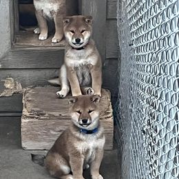 Koki - Red male Shiba Inu puppy in Summerset, South Dakota from Kuro Oka Shibas