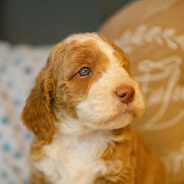 Goldendoodle Puppies from Kid's Best Doodle