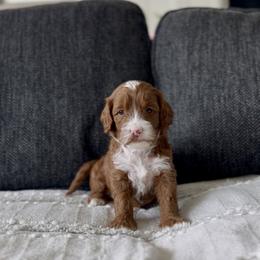 Lily - Red  male Goldendoodle puppy in St George, Utah from Doodle Bears of Southern Utah