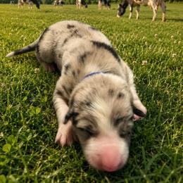 Mr Blue - Blue merle male Border Collie puppy in San Tan Valley, Arizona from Sherry's Border Collies