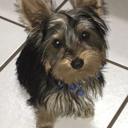 Yorkshire Terrier Puppies from YorkiStars