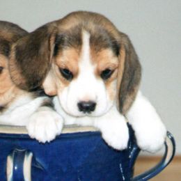 Beagles from Barrister Beagles