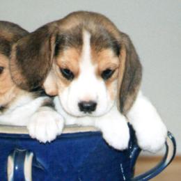 Beagles from Barrister Beagles