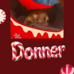 Donner - Chocolate and tan male Shih Tzu puppy in Connersville, Indiana from Anna’s Farmhouse Shihtzus