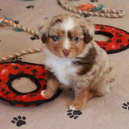 Forest - Red merle male Toy Australian Shepherd puppy in Albia, Iowa from J Bar M Toy and Mini Aussies