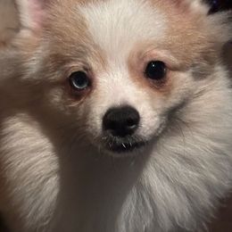 Biscuit (Akc) - Chocolate merle Pomeranian puppy in Helen, Georgia from DNA Poms