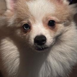 Biscuit (Akc) - Chocolate merle Pomeranian puppy in Helen, Georgia from DNA Poms