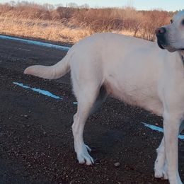 Labrador Retrievers from Northern Retrievers