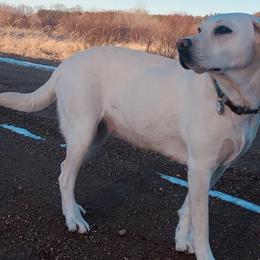 Labrador Retrievers from Northern Retrievers