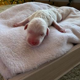 Colin - Parti male Goldendoodle puppy in Barstow, California from Golden Desert Doodles