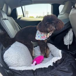 Rocky - Phantom male Poodle puppy in Lathrop, California from Stellar Poodles