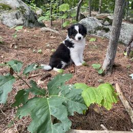 Australian Shepherd Puppies from Wild Atlantic  Aussies
