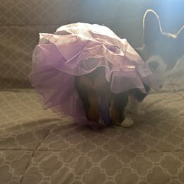 Mystic moon - Blue female Pembroke Welsh Corgi puppy in Saint George, South Carolina from Carolina cotton candy corgis