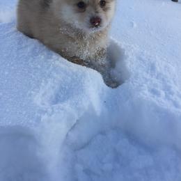 Pomsky Puppies from Dakota Pomskies