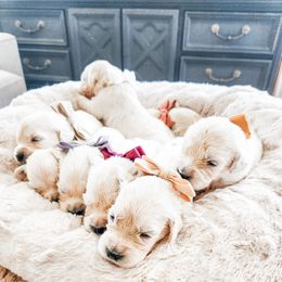 Pick 5 - Light golden male Golden Retriever puppy in Deer Lodge, Tennessee from SelahGold