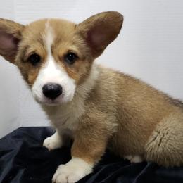 Pembroke Welsh Corgis from Margaret Rakos's Pembroke Welsh Corgis