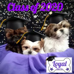 Shih Tzu Puppies from Loyal Shih Tzu