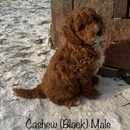 Cashew - Red  male Goldendoodle puppy in De Pere, Wisconsin from Kinzor Kennels