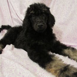 Aussiedoodle, Australian Shepherd, and Poodle Puppies from Kay Kay's Pupper Patch