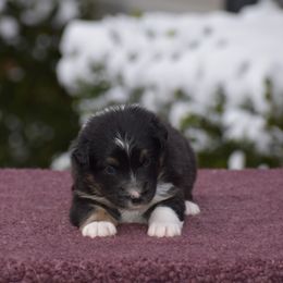 Red - Black tri-color female Australian Shepherd puppy in Pilot, Virginia from Obsidian Australian Shepherd