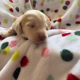 Girl 2 AKC 3900 - Cream female Dachshund puppy in Ocala, Florida from Island Farms Mimi’s Dachshunds Florida