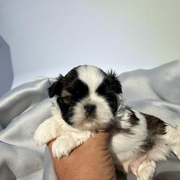 Riley - Silver and white male Shih Tzu puppy in Morrisville, Missouri from Sweetbriar Shih Tzu