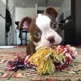 Boston Terrier Puppies from Lola’s House of Bostons & Rescue