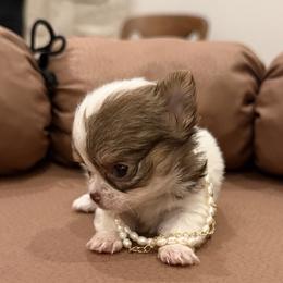 8500k - XX small - Dolly - Chocolate and white female Chihuahua puppy in Burleson, Texas from Tiny Diiamond Chihuahua