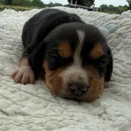 Mickey - Black white and tan male Beagle puppy in Kinta, Oklahoma from Beaver Creek Kennels