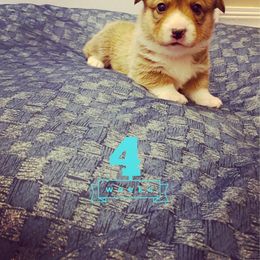 Pembroke Welsh Corgi Puppies from Em-K Corgi’s